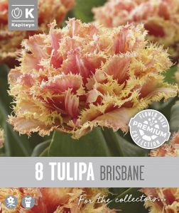 Syyskukkasipuli Kapiteyn Tulppaani Double Fringed Brisbane 8 kpl