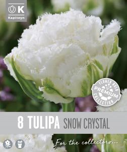 Syyskukkasipuli Kapiteyn Tulppaani Double Fringed Snow 8 kpl