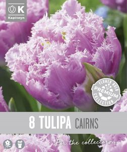 Syyskukkasipuli Kapiteyn Tulppaani Double Fringed Cairns 8 kpl