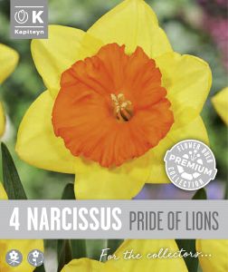 Syyskukkasipuli Kapiteyn Narsissi Large Cupped 4 kpl
