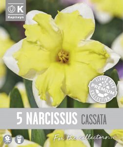 Syyskukkasipuli Kapiteyn Narsissi Collar Cassata 5 kpl
