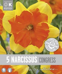 Syyskukkasipuli Kapiteyn Narsissi Collar Congress 5 kpl