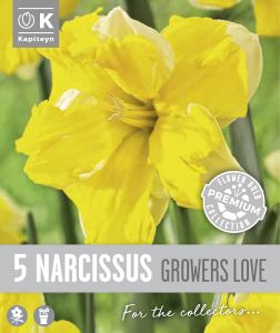 Syyskukkasipuli Kapiteyn Narsissi Collar Growers 5 kpl