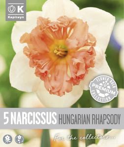 Syyskukkasipuli Kapiteyn Narsissi Collar Hungaria 5 kpl