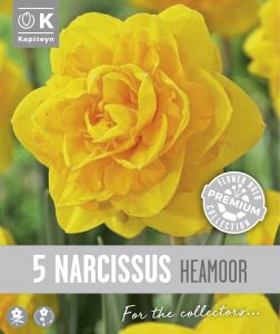 Syyskukkasipuli Kapiteyn Narsissi Double Heamoor 5 kpl