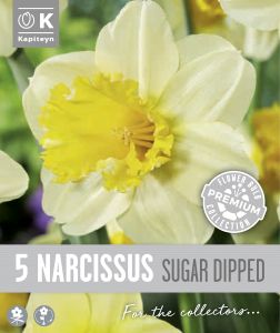 Syyskukkasipuli Kapiteyn Narsissi Large Cupped 5 kpl