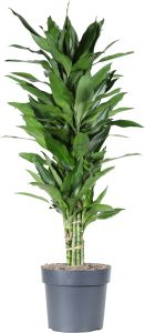 Tuoksutraakkipuu Dracaena Deremensis Janetlind P24