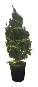 Setti: Sypressi Chamaecyparis Columnaris P21 ja Valolanka Airam Helmi 3,2 m