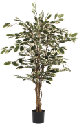 Silkkikasvi Ficus Hawaii 110cm