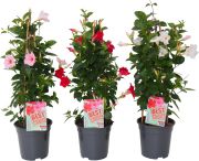 Maljaköynnös Dipladenia Mix P17