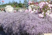 Morsiusharso Mihkel Saar Puukool Rosenschleier