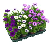 Tähtisilmä Osteospermum mix P11