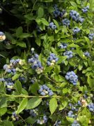 Pensasmustikka Vaccinium North Country