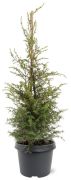Irlanninkataja Juniperus Communis Hibernica P23