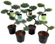 Havukasvi lajitelma Conifer Bonsai mix P32