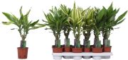 Tuoksutraakkipuu Dracaena Fragrans Mix P11