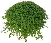 Kodinonni Soleirolia Soleirolii P11