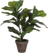 Silkkikasvi Lyyraviikuna 35 cm