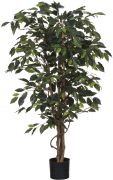 Silkkikasvi Limoviikuna 150 cm