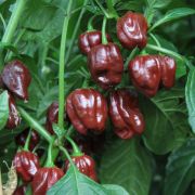 Chili Chocolate Scotch Bonnet P11