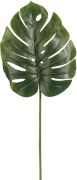 Silkkikasvi Peikonlehden oksa 75 cm