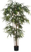 Silkkikasvi bambu muoviruukussa 180 cm