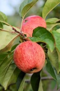 Omena Malus Domestica Sokerimiron