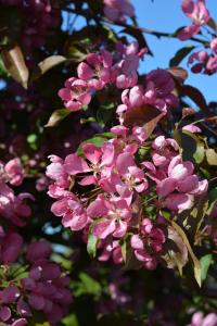 Purppuraomenapuu Malus Hopa
