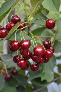 Kirsikka Prunus Cerasus Varjomorelli