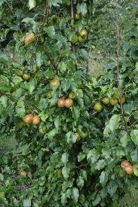 Päärynä Pyrus Communis Olga