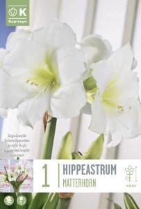 Syyskukkasipuli Amaryllis Matterhorn 1 kpl