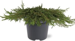 Kääpiökataja Juniperus Communis Green Carpet P23