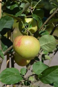 Omena Malus Domestica Antonovka