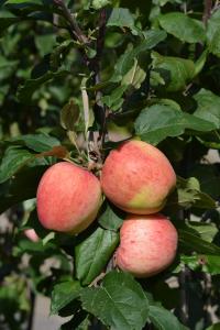 Omena Malus Domestica Jättimelba
