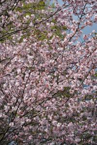Rusokirsikka Prunus Sargentii