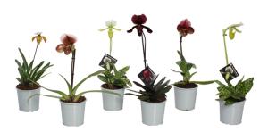 Venuksenkenkä Paphiopedilum Mix 1-vana P9