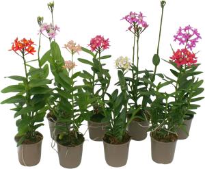 Orkidea Epidendrum Hybrid 2-vanaa P9